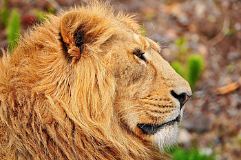 Animals, Muzzle, Lion, Mane, Profile HD wallpaper