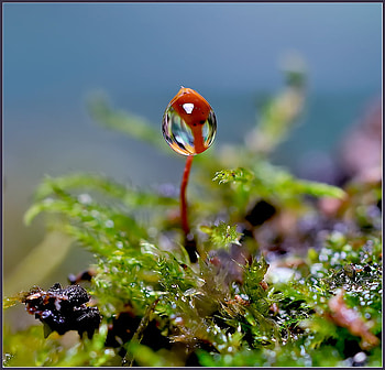 Teardrop, blue, plants, grass, air, green, single, nature, flowers color, pure HD wallpaper