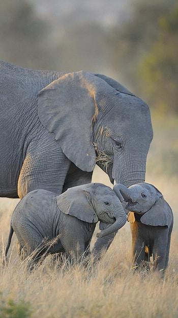 Elephant, Majestic creatures, Wildlife graphy, Nature's wonders HD phone wallpaper