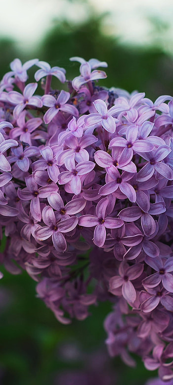 lilac, nature HD phone wallpaper