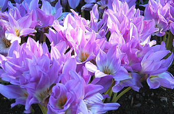Flowers, Disbanded, Loose, Spring, Primrose, Crocuses HD wallpaper