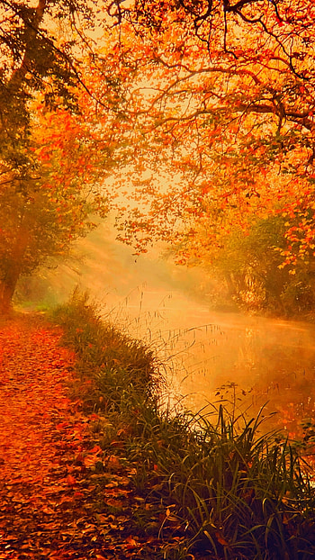 Sun Setting in Autumn Forest, fall, river, nature, forest HD phone wallpaper