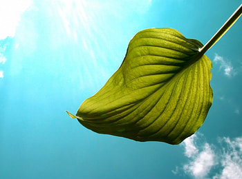 Leaves, tree HD wallpaper