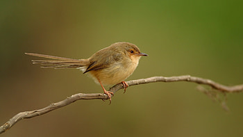 Bird, animal, branch, fly HD wallpaper
