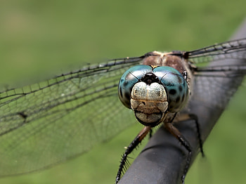 Dragonfly, animal, fly, insect HD wallpaper