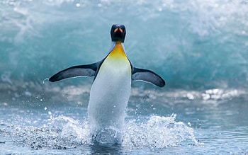 Animals, Bird, Spray, Wave, Penguin HD wallpaper