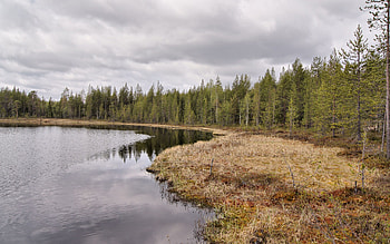 Nature, Grass, Sky, Autumn, Lake, Shore, Bank, Coniferous, Forest, Ripples, Ripple, It's A Sly, Withered, Gloomy HD wallpaper