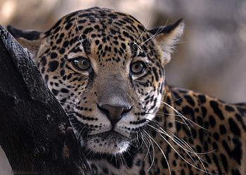 Beautiful Jaguar, animal, jaguar, animals, cats, cat, wild HD wallpaper