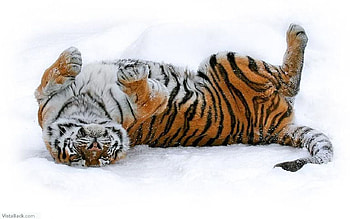 Tiger, cats, animals, snow HD wallpaper