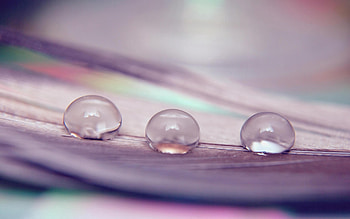 Drops, Flower, Macro, Surface, Form, Petal HD wallpaper