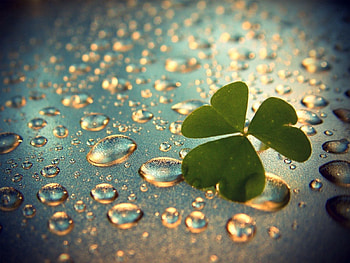 Grass, Drops, Macro, Surface, Clover, Dew HD wallpaper