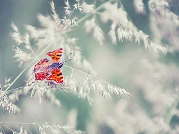 Touch of color, white, black, color, butterfly, branches, orange HD wallpaper