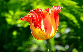 Plants, Flowers HD wallpaper