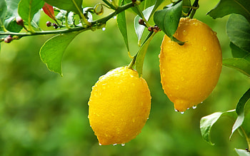 Citrus tree, , delight, Nature's gift HD wallpaper