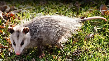 Opossum, Unique wall art, Animal graphy, Home decorations HD wallpaper