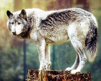 *Wolf*, animal, wolf, look, painting HD wallpaper