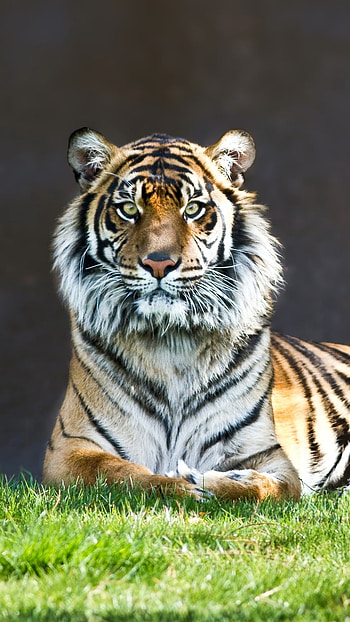 Tiger , Tiger Staring HD phone wallpaper