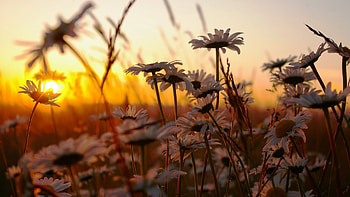 Plants, Flowers HD wallpaper
