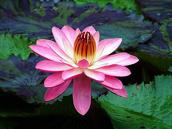 Crowned Lily, pink, water, flower, lily HD wallpaper