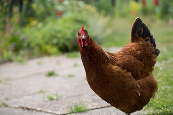 Eco-friendly companions, Self-sufficient pets, Backyard adorables, Nature-friendly animals HD wallpaper