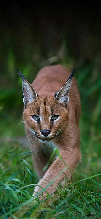 Wildlife graphy, Stunning feline, Beautiful animal, Captivating shot HD phone wallpaper