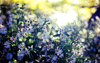 Flowers, Autumn, Glare, Sentyabrins, Septabrina HD wallpaper