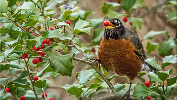 Bird, Holly Tree HD wallpaper