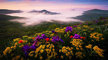Spring morning in Bohemian Central Mountains, Czech Republic, mist, hills, morning, blossoms, colors, landscape, mountains, sunrise HD wallpaper