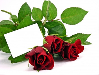 Red Rose With Gift Card, nature, flowers, red rose, plants HD wallpaper