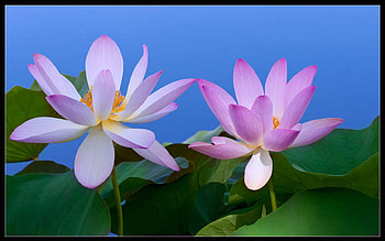 Lotus, flowers HD wallpaper