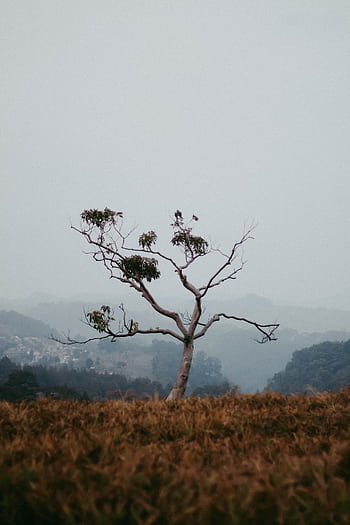 A single bare tree stands in a misty landscape, capturing the serene nature of Bandung, Indonesia. HD phone wallpaper