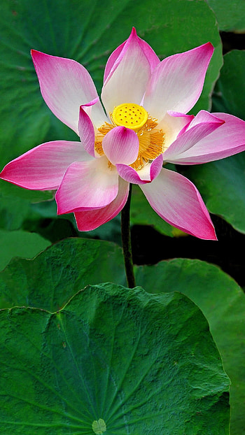 Lotus Flower, Pink, Lotus HD phone wallpaper