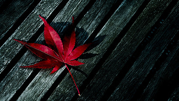 Plants, Background, Cannabis HD wallpaper