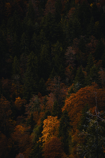Nature, Trees, Autumn, Forest HD phone wallpaper