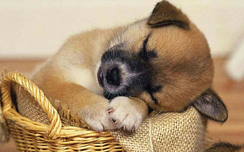 Playful dog puppies, Adorable furry companions HD wallpaper