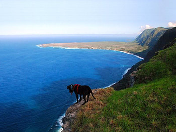 Are You Down There?, dog, cliff, ocean, mountain HD wallpaper