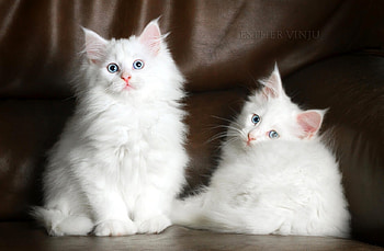 White kittens, animal, kitten, cat, feline HD wallpaper