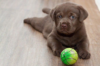 Animals, Ball, Playful, Puppy, Labrador HD wallpaper