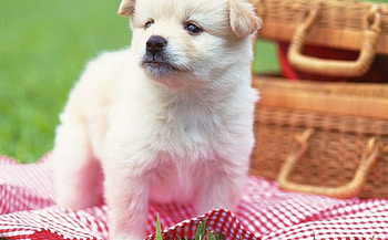 Dog, sweet, pay, dogs, puppies, cute, beautiful, beauty, playful, playful dog, puppy, dog face, pretty, animals, face, bubbles, lovely HD wallpaper