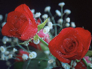 Two roses, flowers, roses HD wallpaper