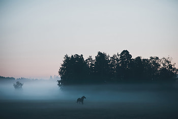 Horse In Autumn Fog, horse, animals HD wallpaper