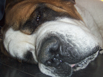 San Bernardo - Rocco, san bernardo, rocco, tired, watussi HD wallpaper