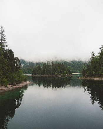 Nature, Trees, Lake, Reflection, Fog, Fir, Spruce HD phone wallpaper