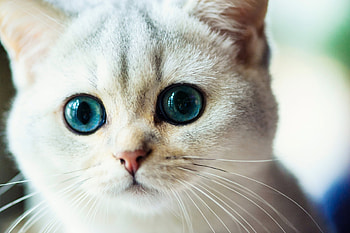 Kitten, animal, white, pisici, cute, eyes, face, cat HD wallpaper