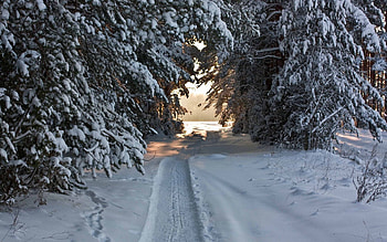 Winter, Nature, Trees, Snow, Path, Snow Covered, Trail, Snowy, Ski, Piste, Robe, Garb HD wallpaper
