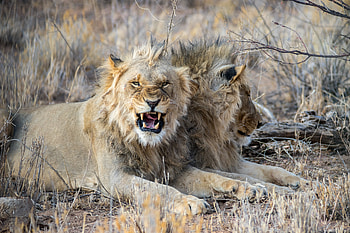 Animals, Lion, Big Cat, Fangs, Evil HD wallpaper