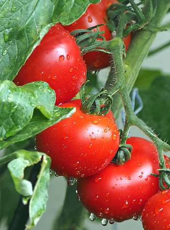 Tomato sowing, Growing tomatoes, Harvesting process, Gardening video HD phone wallpaper
