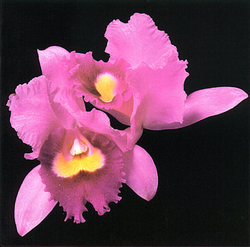Mauve Orchid, orchid, flowers, mauve HD wallpaper