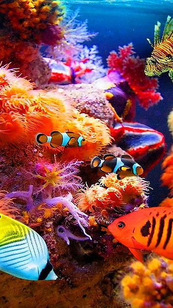 Fish Water, Adorable HD phone wallpaper