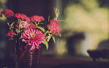 Flowers, Gerberas, Petals, Vase HD wallpaper